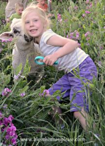 Raising baby sheep: the cutest animals around