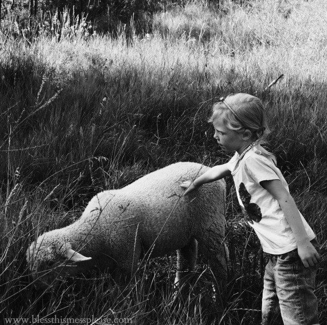 sheep black and white