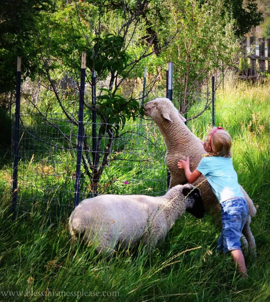 sheep eating peaches