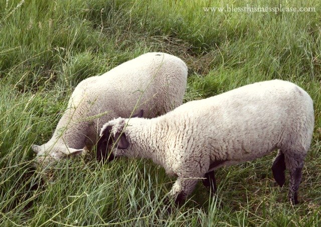 sheep in the grass