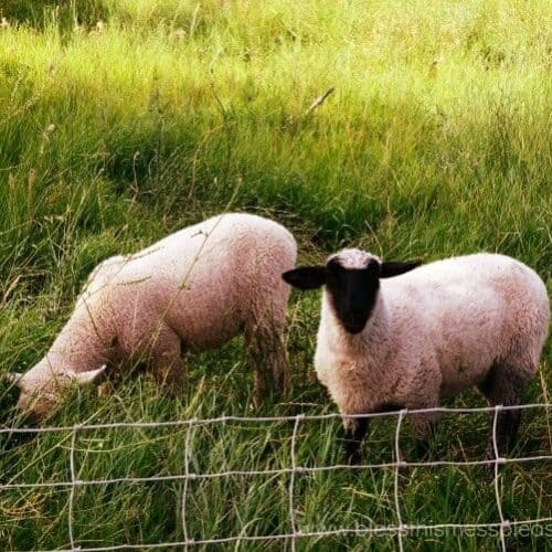 Can sheep eat sweet peas? Can sheep eat sweet peas?