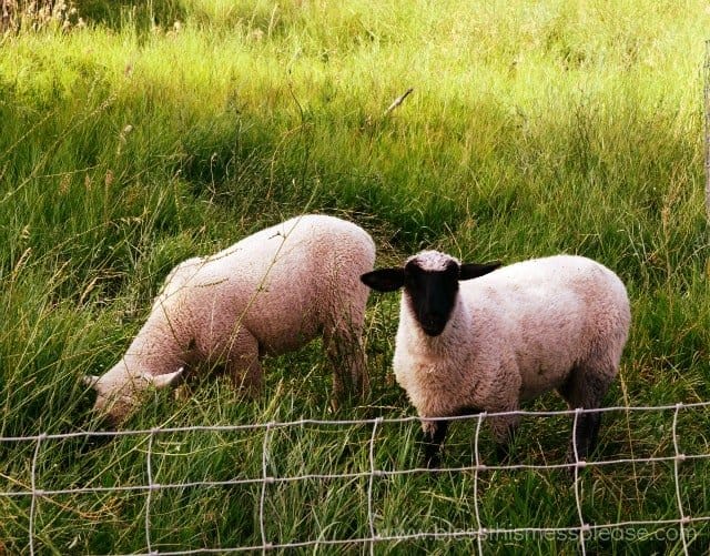 sheep in the meadow
