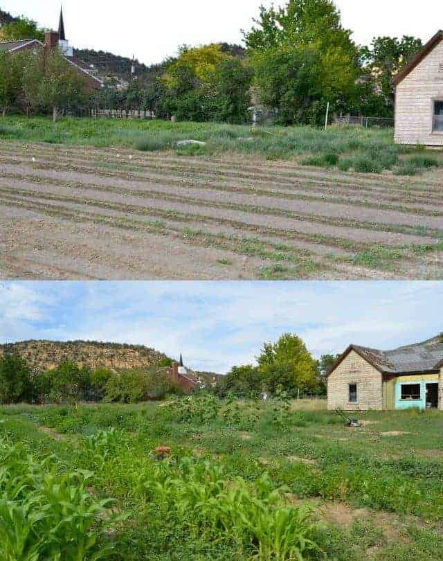 Garden comparison