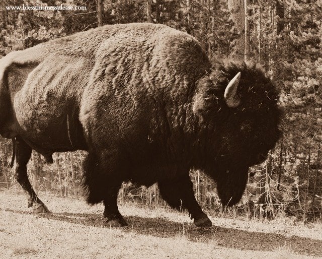 buffalo in yellowstone