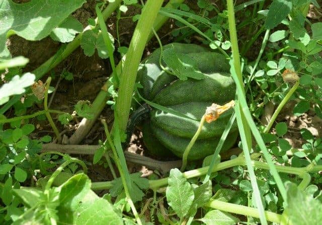 garden acorn squash