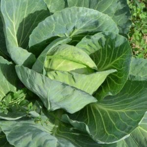 A close-up view of a healthy green cabbage plant growing in a garden, with large, overlapping leaves forming a tight, round head in the center—ideal for those interested in how to preserve cabbage at its freshest.