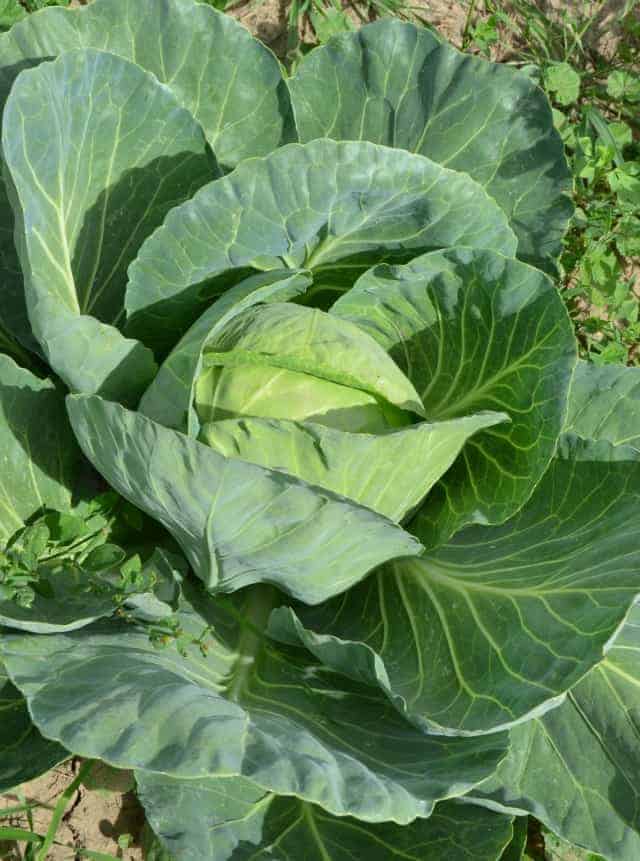 garden cabbage