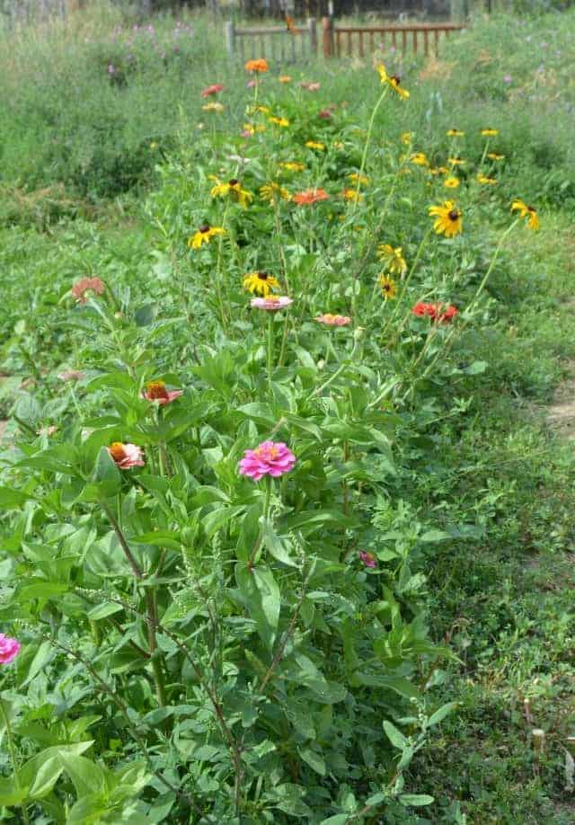 garden flowers