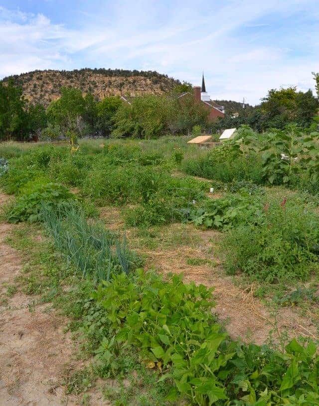 garden rows