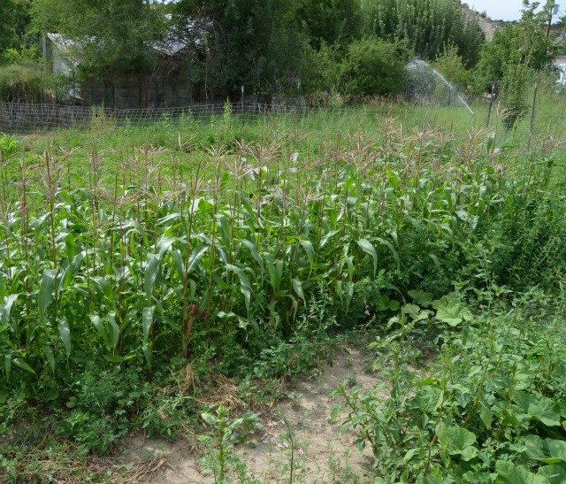 garden sweet corn