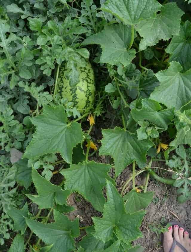 garden watermelon