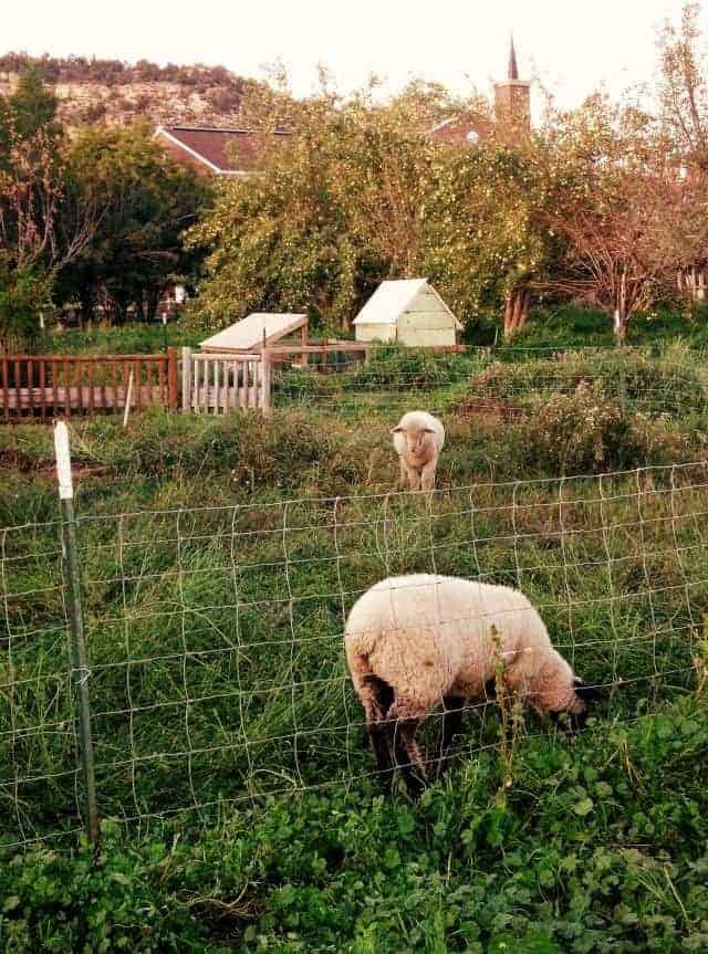 apples and lambs