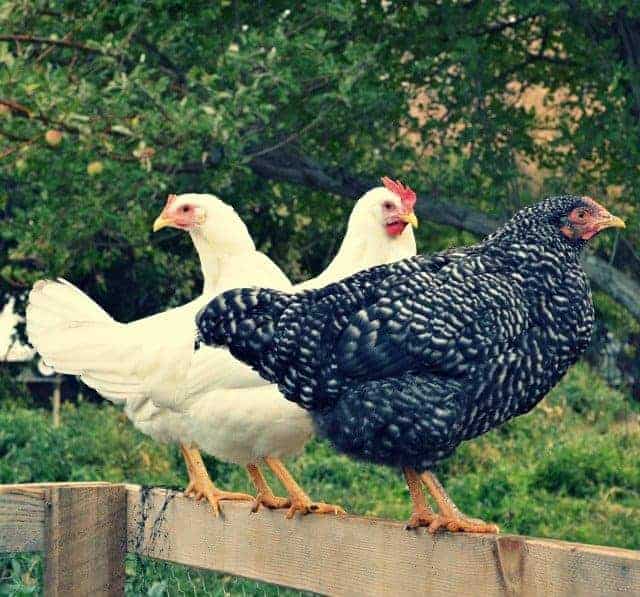 hobby farm chickens