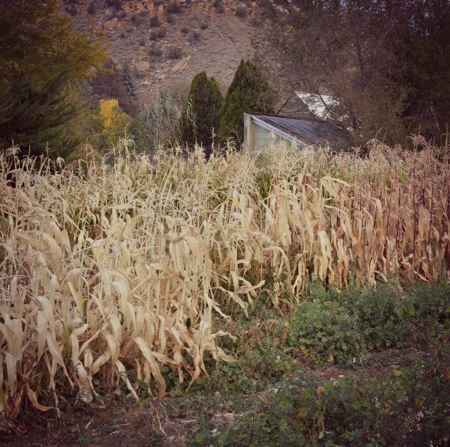 hobby farm corn stalks