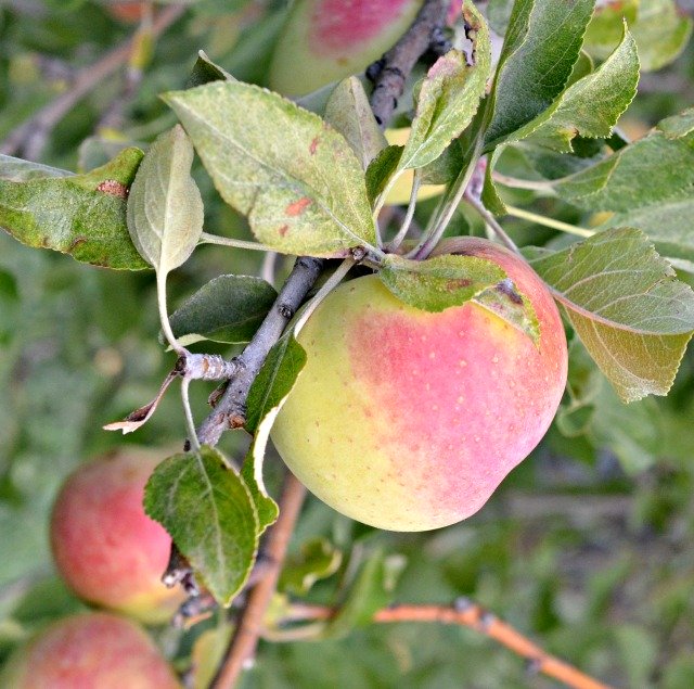 hobby farm golden delicious apple