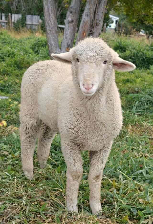 hobby farm lambs