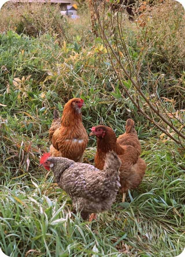 hobby farm old chickens