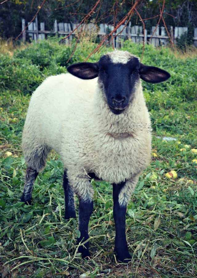 hobby farm sheep