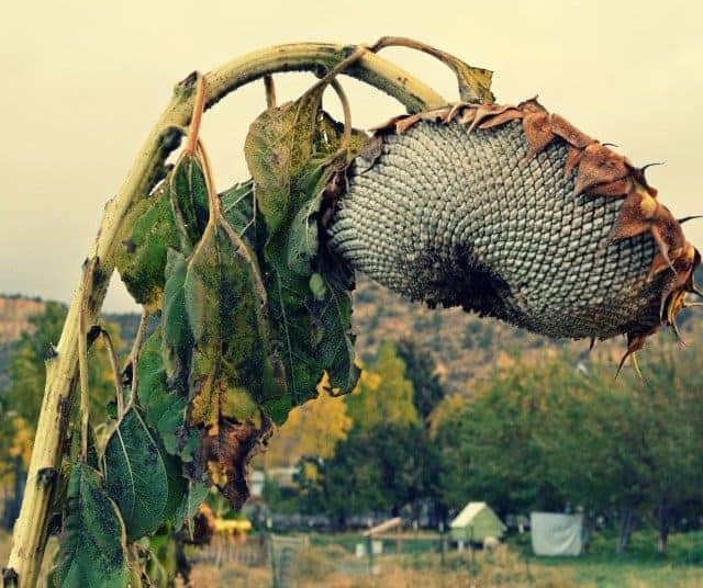 hobby farm sunflower