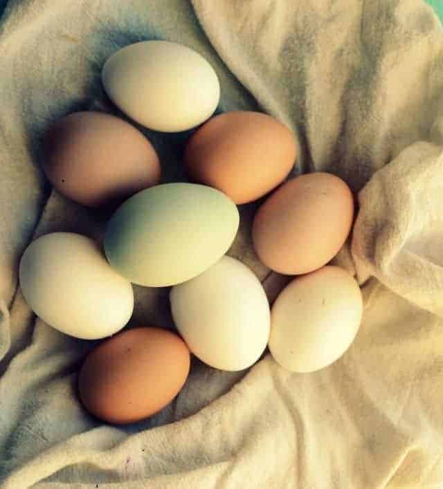 a egg
