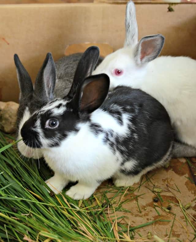 bunnies 3