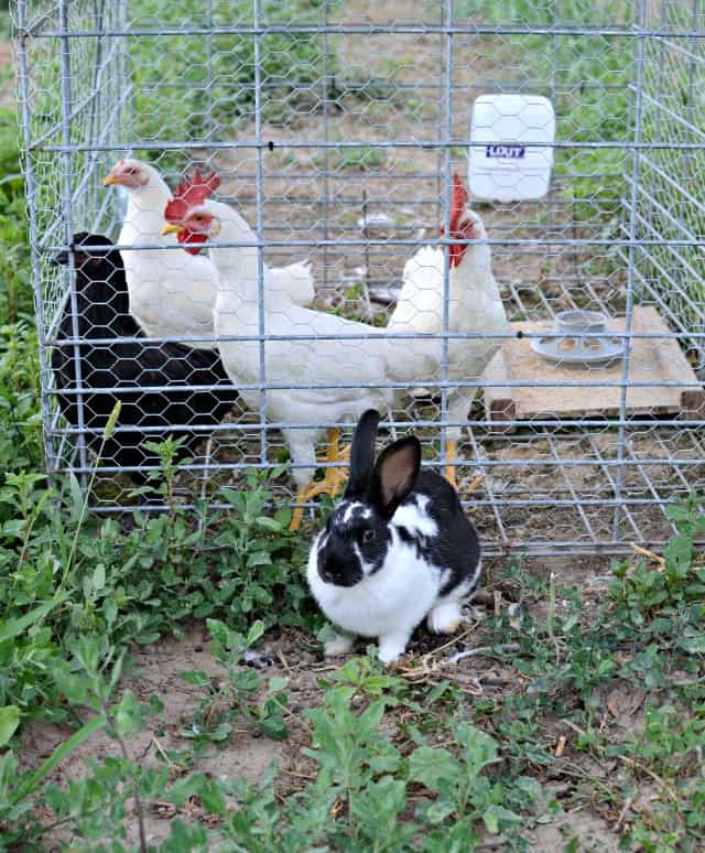 hobby farm bunnies