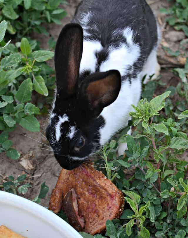 hobby farm bunny