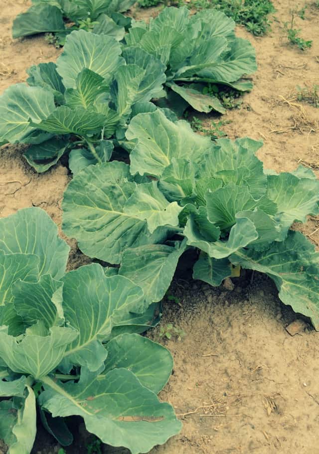 hobby farm cabbages