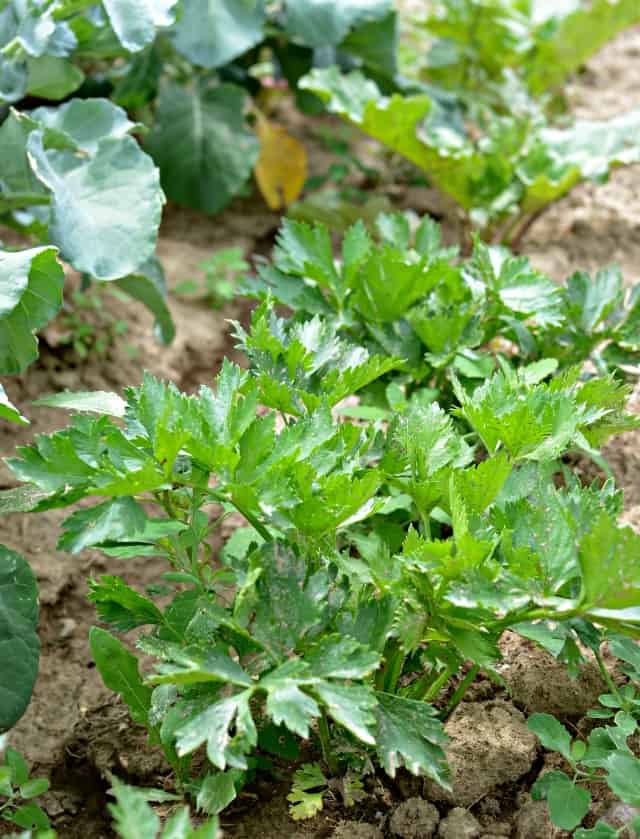 hobby farm celery