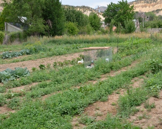 hobby farm garden