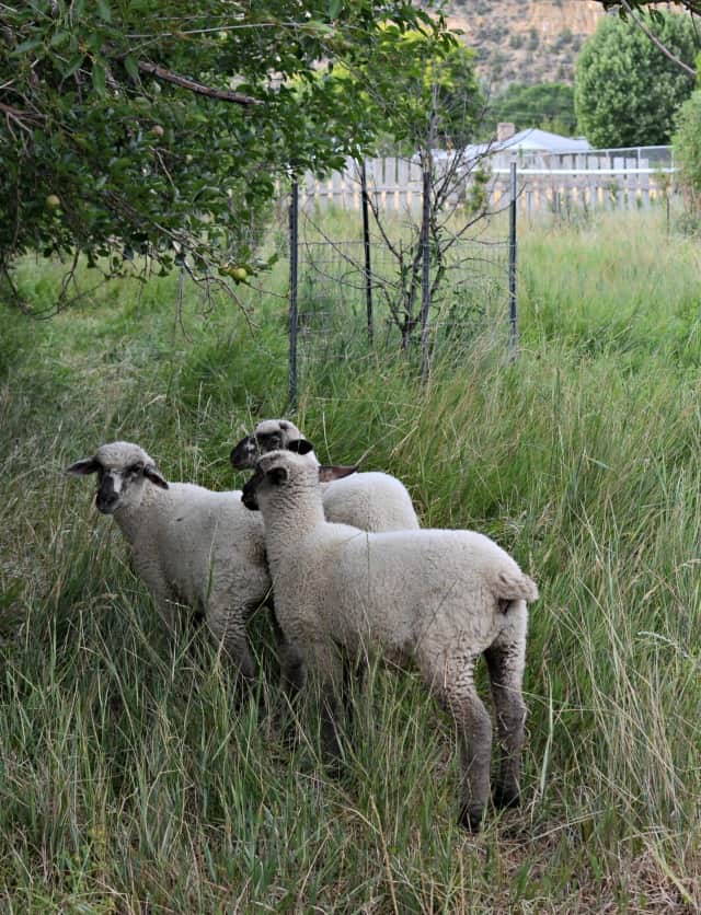 hobby farm lamb
