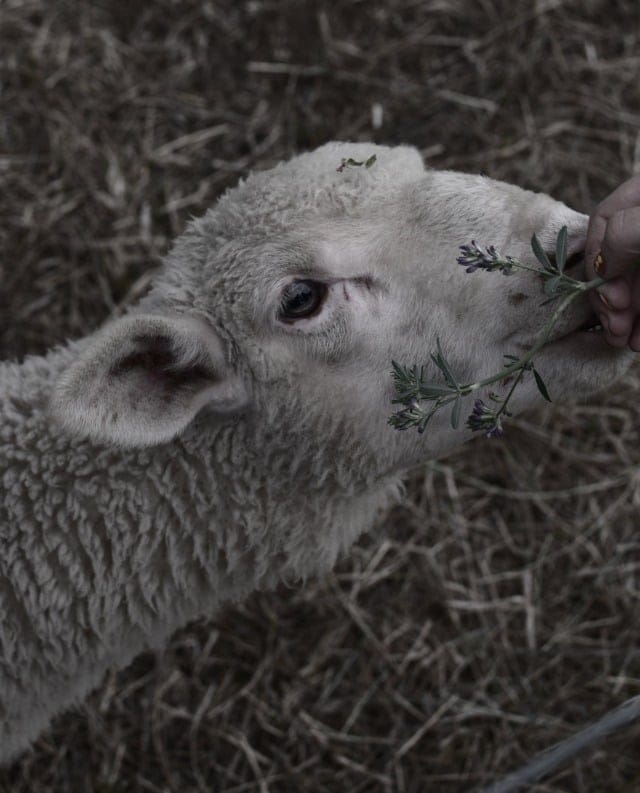 hobby farm lambs 1