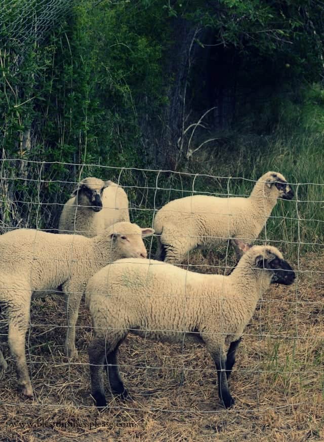 hobby farm lambs