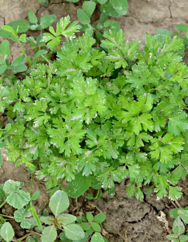 hobby farm parsley