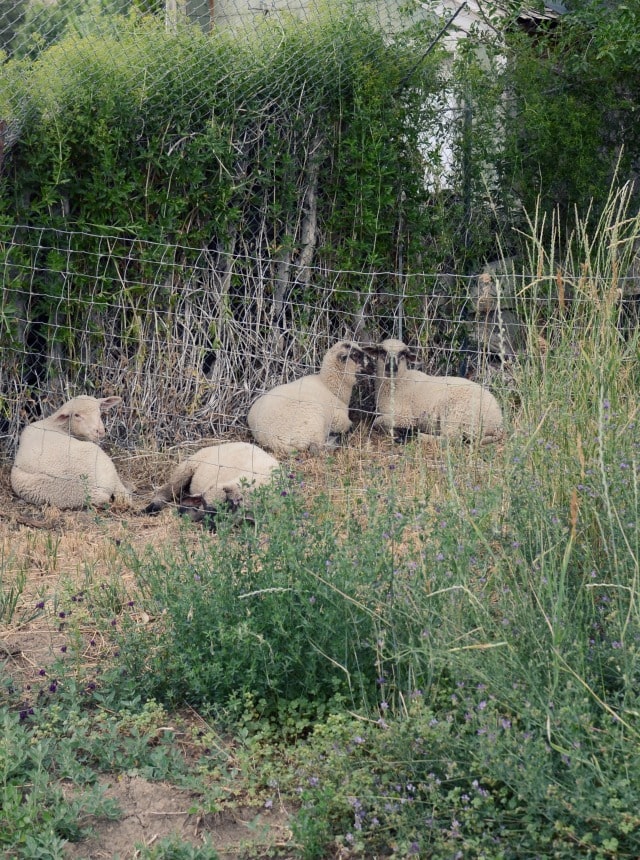 hobby farm sheep