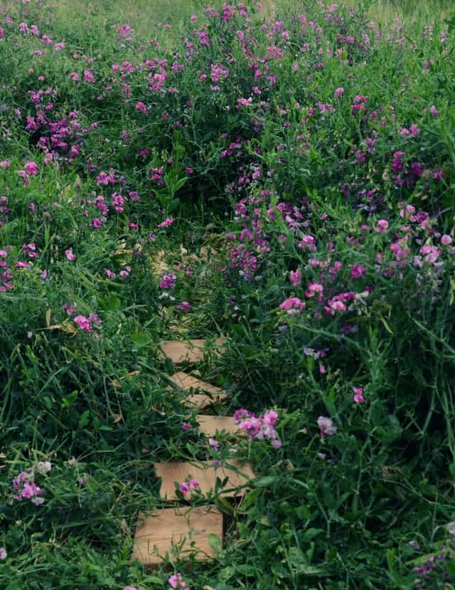 hobby farm sweet pea fort