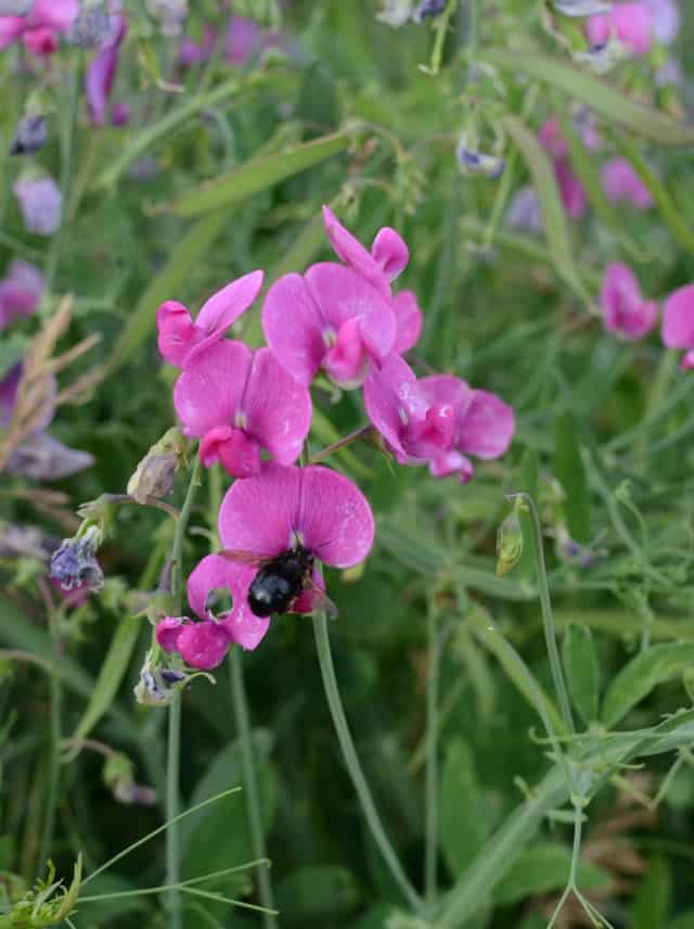 hobby farm sweet peas