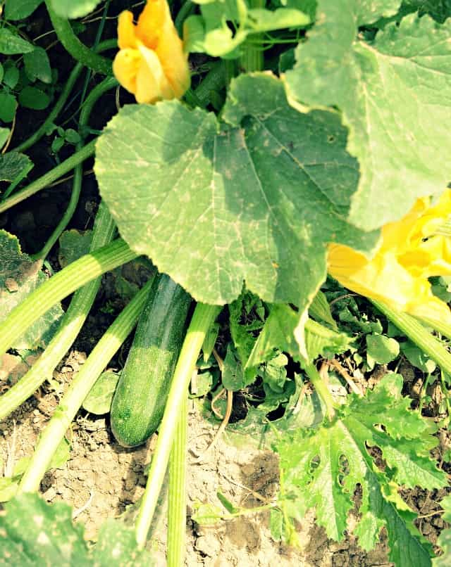zucchini plants