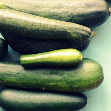 Ingredient Spotlight: Summer Squashes (or skwarsh if you are my grandma)