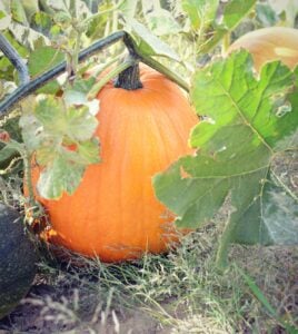 Pumpkin Fun Facts and Simple Recipes