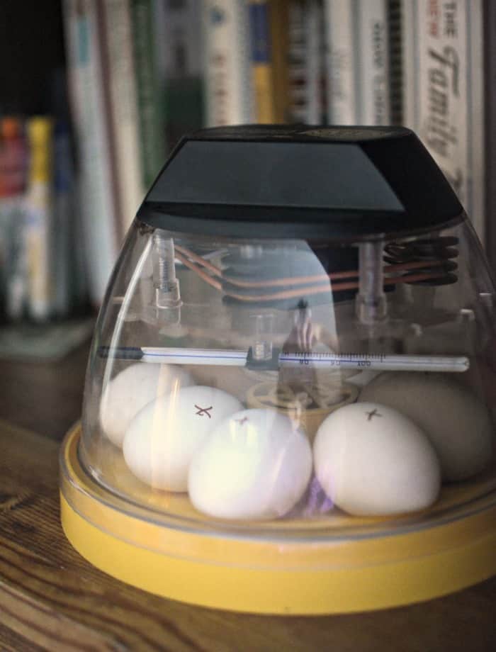 How to hatching your own eggs! How to hatching your own eggs!