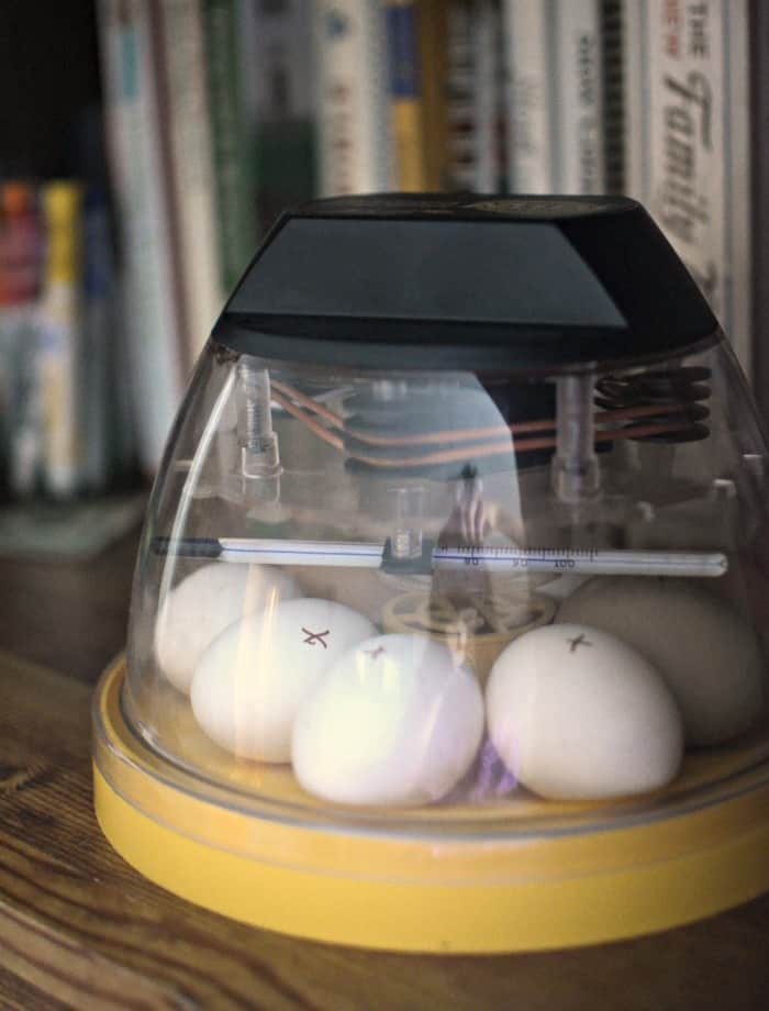 How to hatching your own eggs!