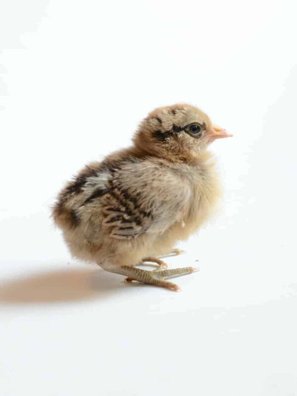 Things to know before bringing chicks home such as what is pasty butt, the best heat lamp, and how to raise nice chickens!