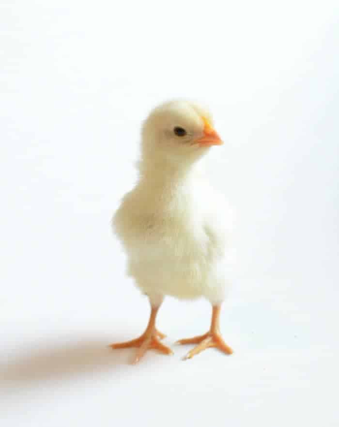 How to hatching your own eggs! How to hatching your own eggs!