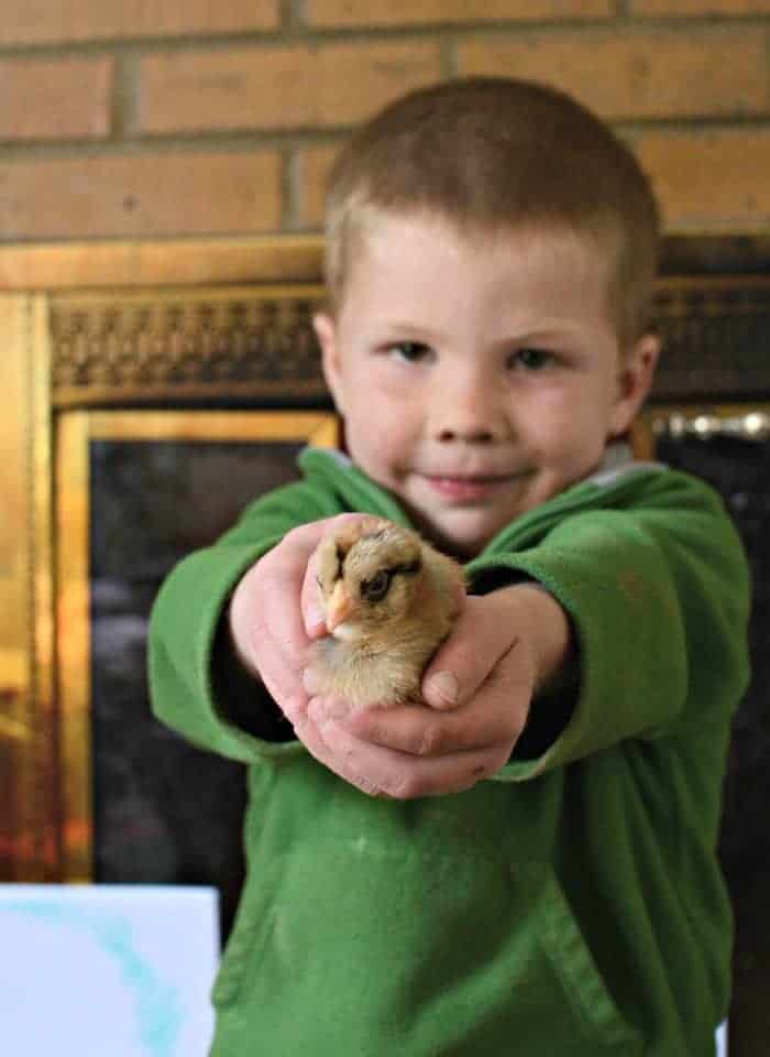 How to hatching your own eggs! How to hatching your own eggs!