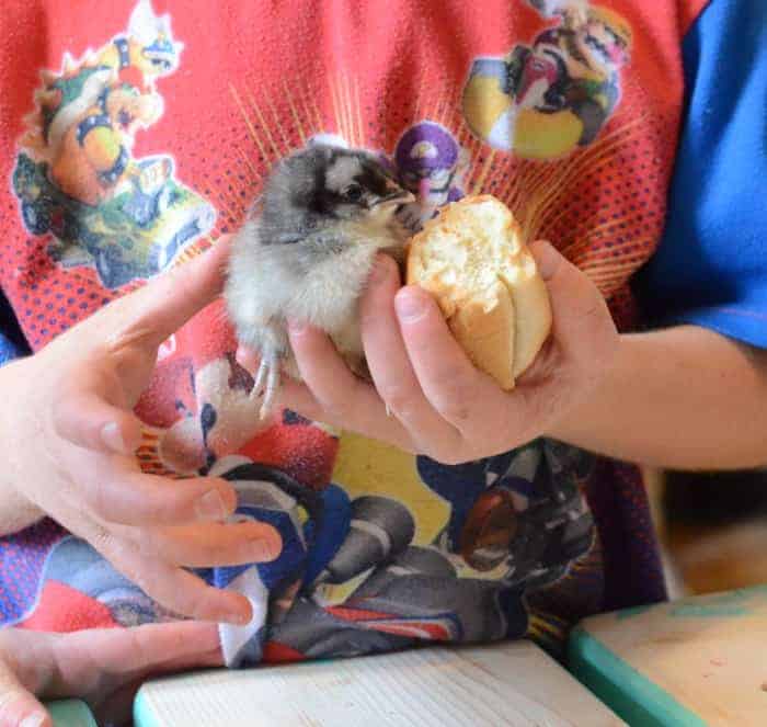 How to hatching your own eggs! How to hatching your own eggs!