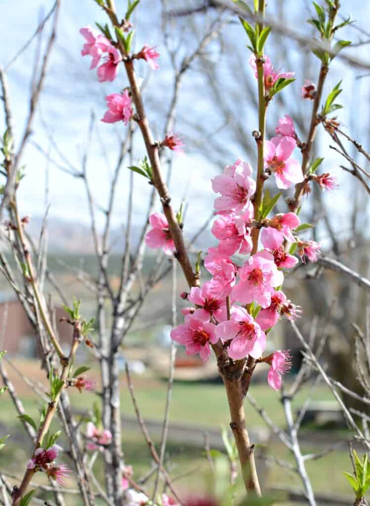 peach blossoms