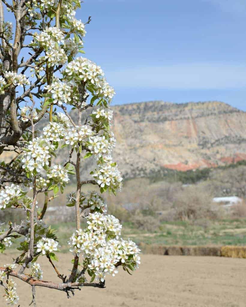 pear blossoms