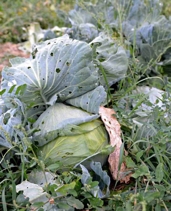 farm cabbage