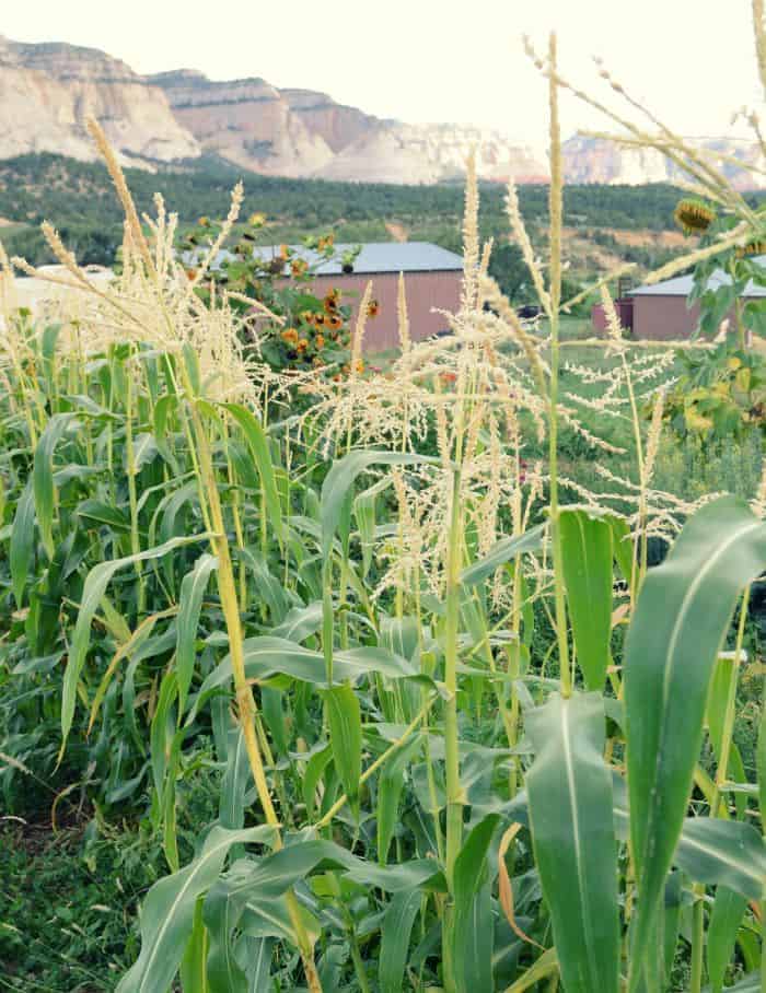 farm corn